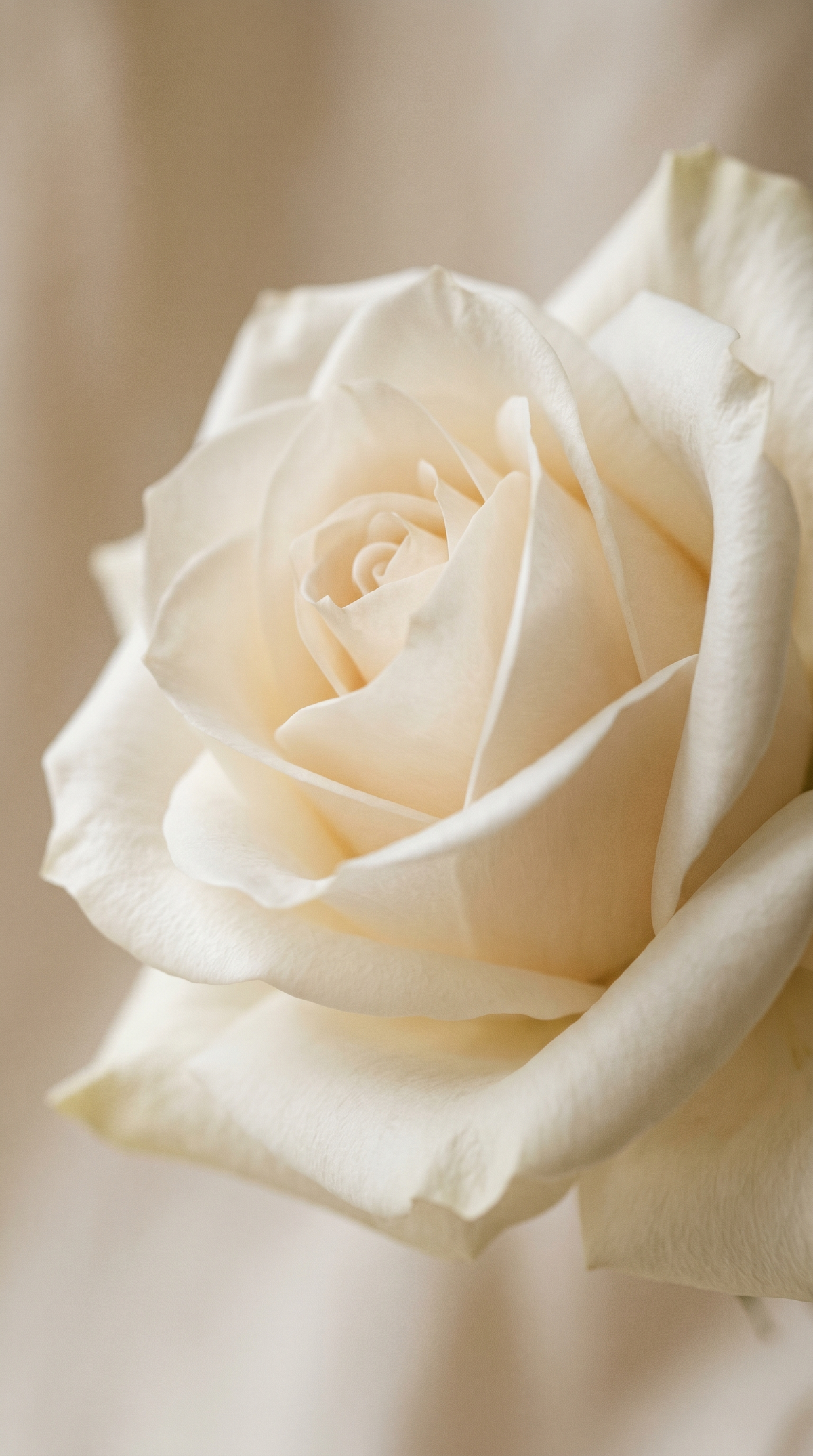 A week of ranunculus